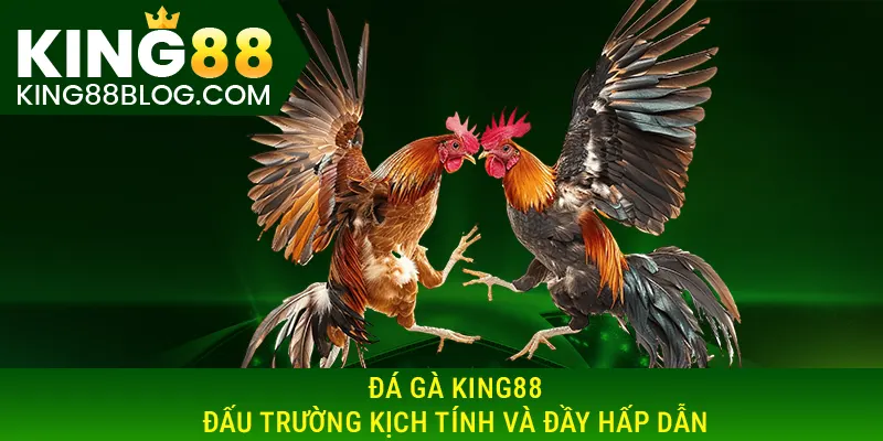 Đá gà King88